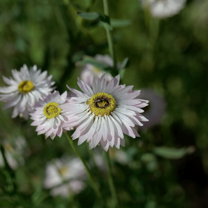 Helipterum roseum (Papierblume) – Pierrot White