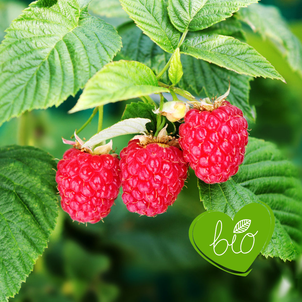 Autumn raspberry 'Héritage' BIO - Late