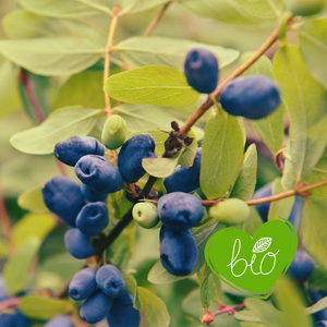 Honeyberry 'Aurora' BIO - Late