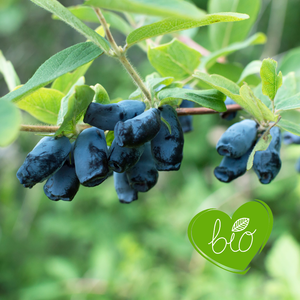 Honeyberry 'Aurora' BIO - Late