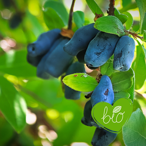 Honeyberry 'Aurora' BIO - Late