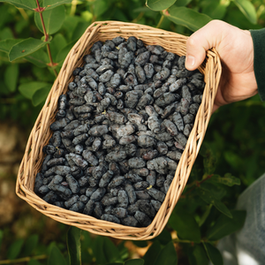 Honingbes 'Boreal Beauty’ BIO - Laat