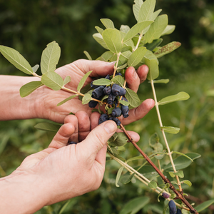 Honingbes 'Boreal Beauty’ BIO - Laat
