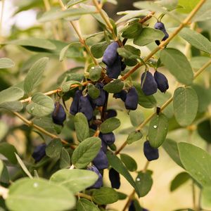 Honingbes 'Boreal Beauty’ BIO - Laat