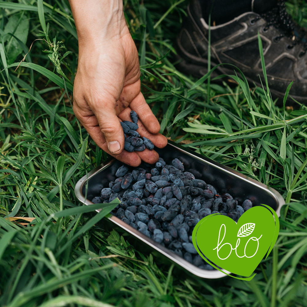 Honeyberry 'Altaj' BIO - Early