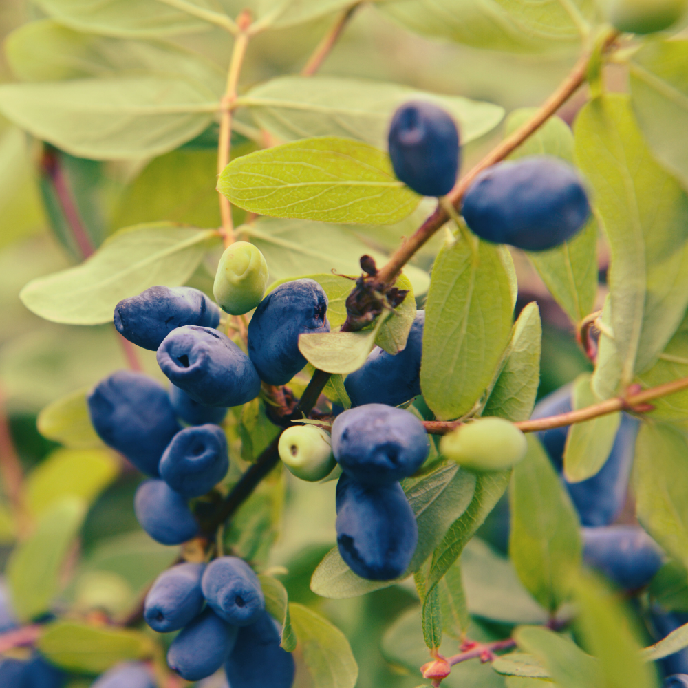 Miel 'Boreal Blizzard'