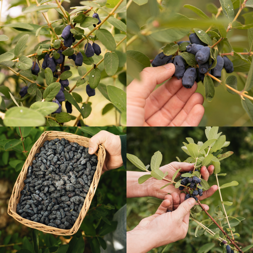 Honeyberry 'Boreal Blizzard'