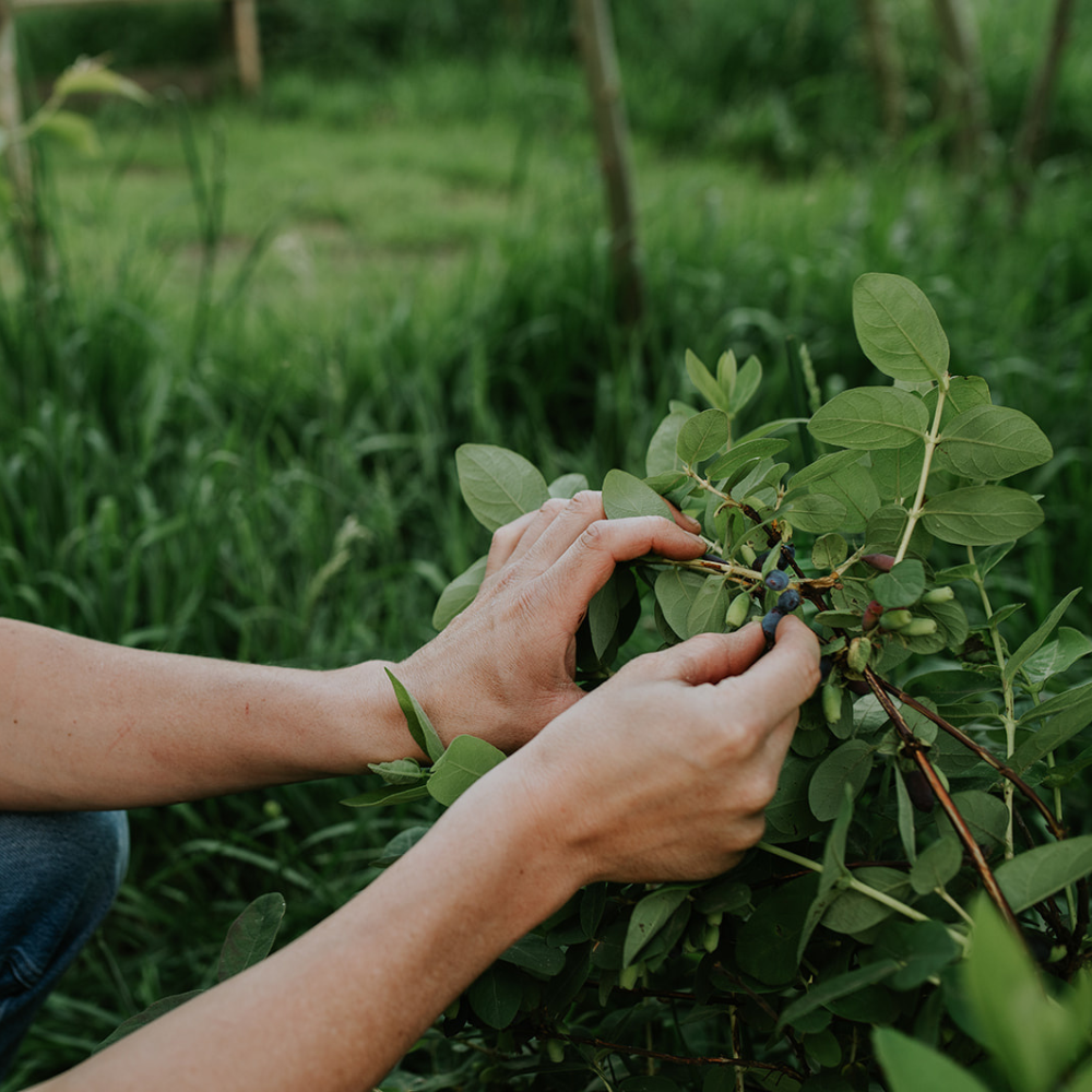 Honingbes 'Strawberry Sensation’ BIO - Middenseizoen