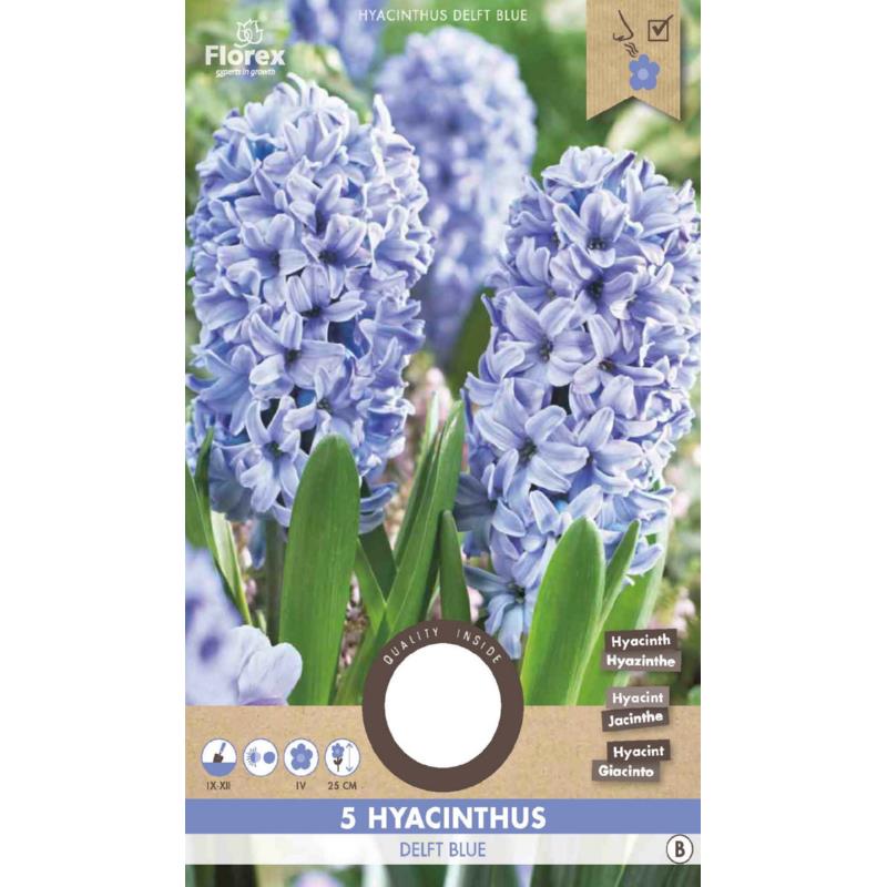 Hyacinth Delft Blue - 5 stuks