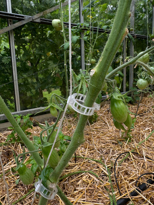 Wiederverwendbare Tomatenklammern (100 Stück)