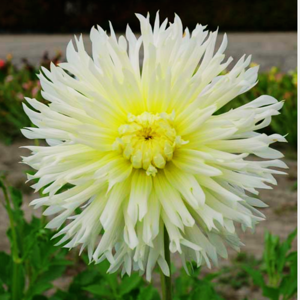 Dahlia 'Ice Crystal'