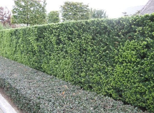 Japanische Stechpalme (Ilex crenata 'Caroline Upright') - im 4L-Topf - 30/40 cm