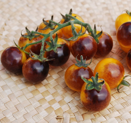 Kirschtomate ''Indigo Gold'' (schwarz-gelb) im Topf 1 Pflanze 