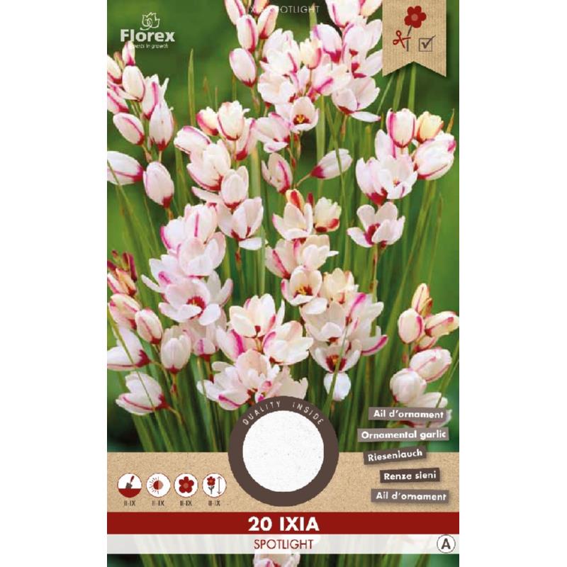 Ixia Spotlight - 20 stuks