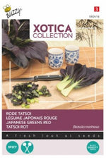 Buzzy Xotica Red Tatsoi