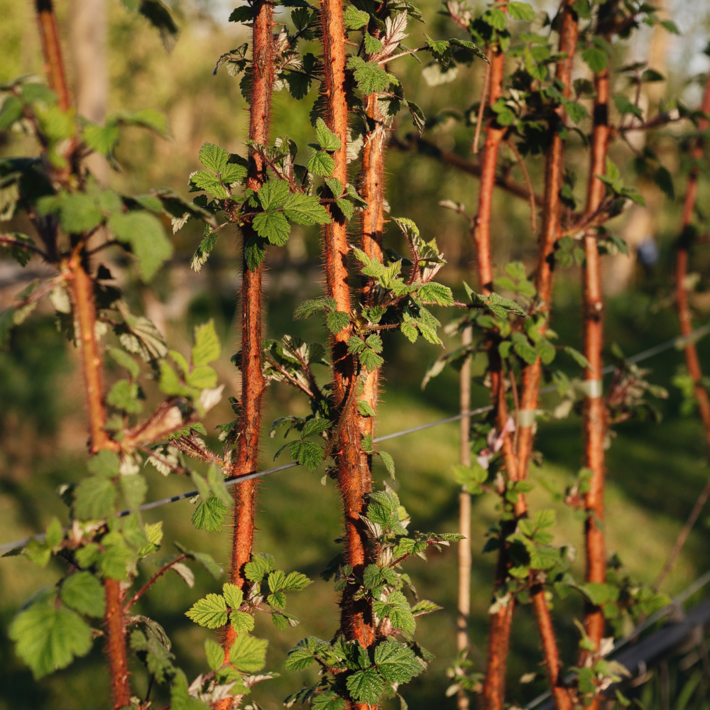 Baies de vigne japonaises BIO