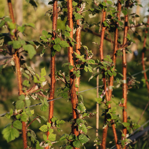 Baies de vigne japonaises BIO