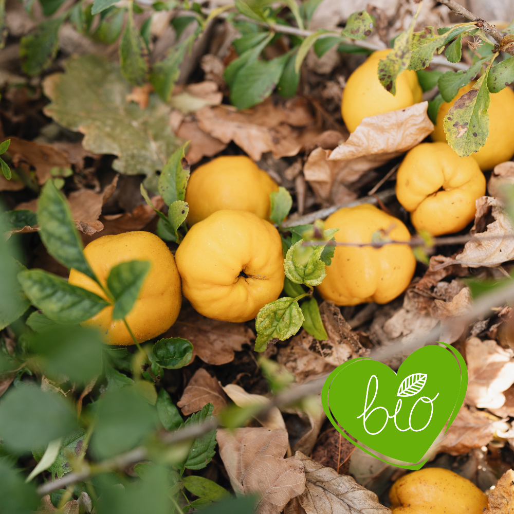 Japanese quince 'Cido' BIO