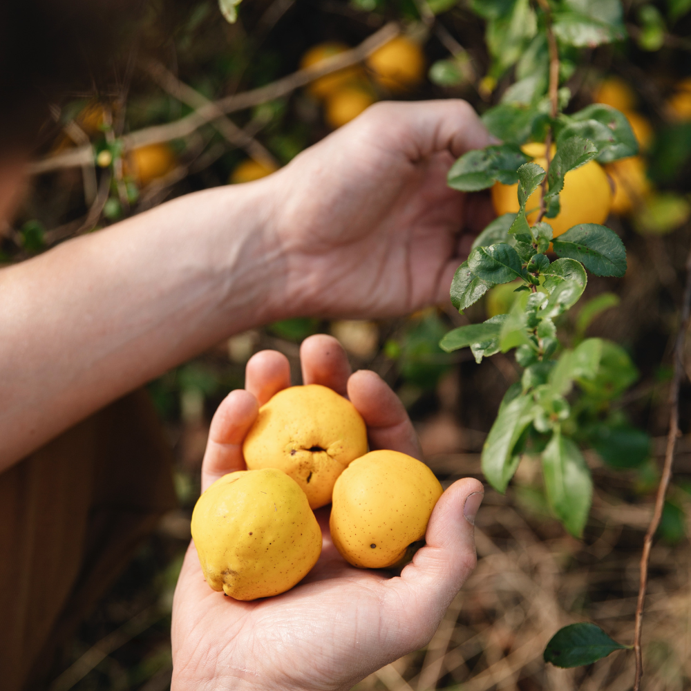 Low-stemmed sweet chestnut tree BIO