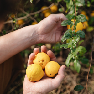 Low-stemmed sweet chestnut tree BIO