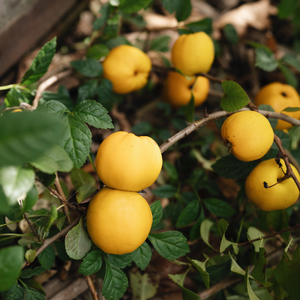 Low-stemmed sweet chestnut tree BIO