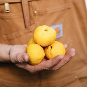 Low-stemmed sweet chestnut tree BIO