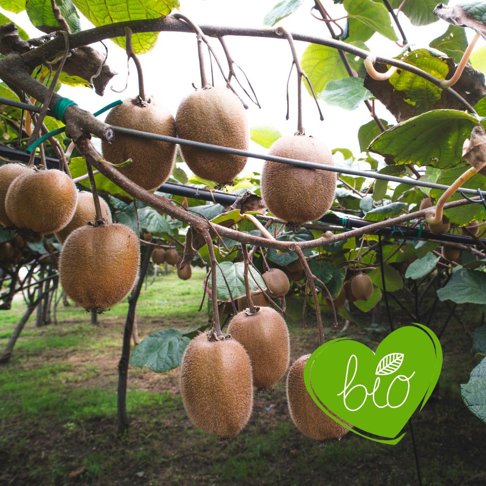 Kiwi plant 'Jenny' BIO