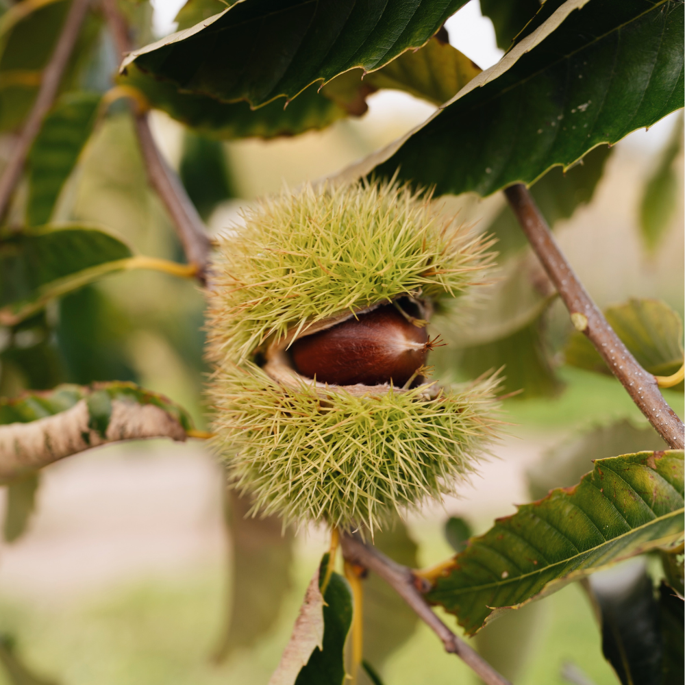 Low-stemmed sweet chestnut tree BIO