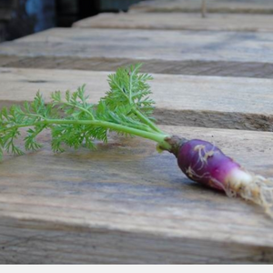 Daucus carota 'Morada' (Kastanjewortel) BIO