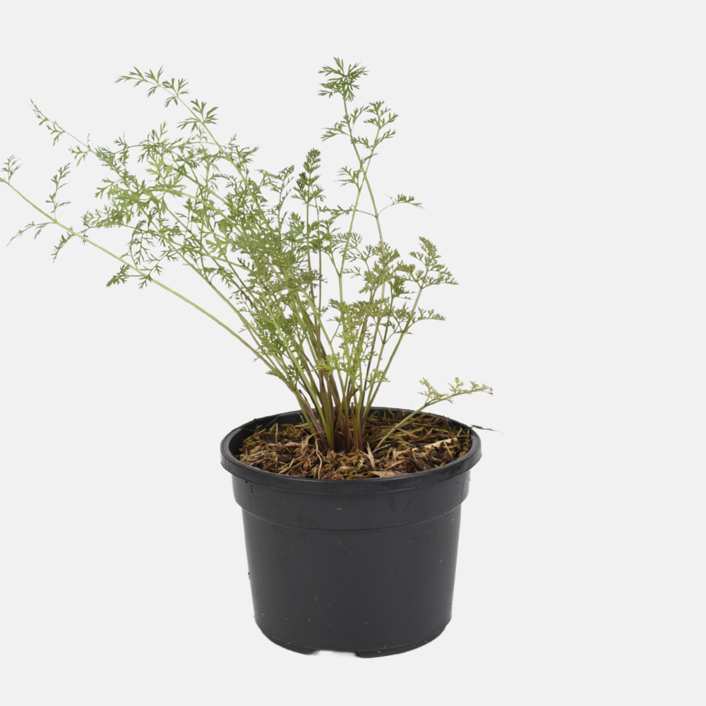 Daucus carota 'Morada' (Kastanjewortel) BIO