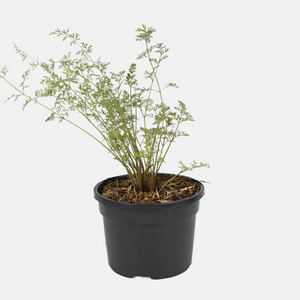 Daucus carota 'Morada' (Kastanjewortel) BIO