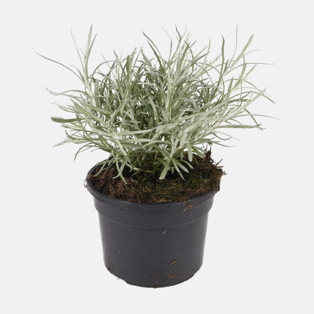 Herbe de curry (helichrysum italicum) BIO