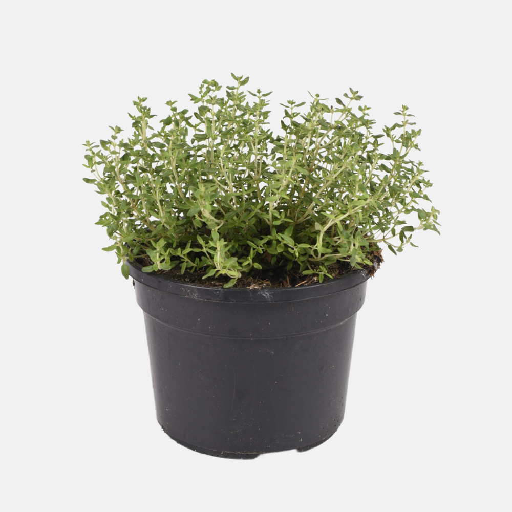 Thym de cuisine (thymus vulgaris) - 'Compactus' BIO