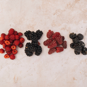 Tayberry (raspberry/blackberry cross) BIO