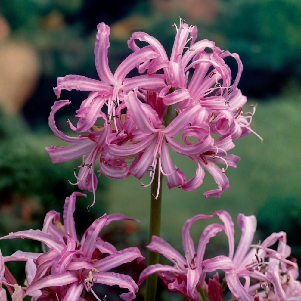 Anemone 'St. Brigid' - 15 pieces
