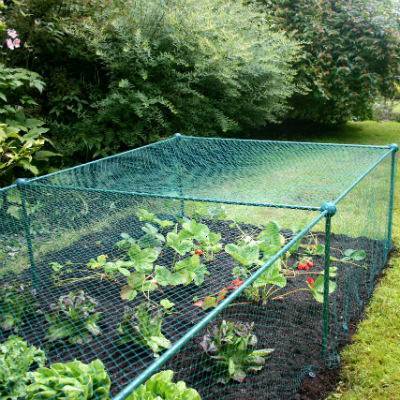 Cage de 62,5 cm de haut sur 1m25 de large avec maille grossière anti-insectes (contre les papillons, mouches de l'oignon, du chou et de la carotte) (Longueur au choix)