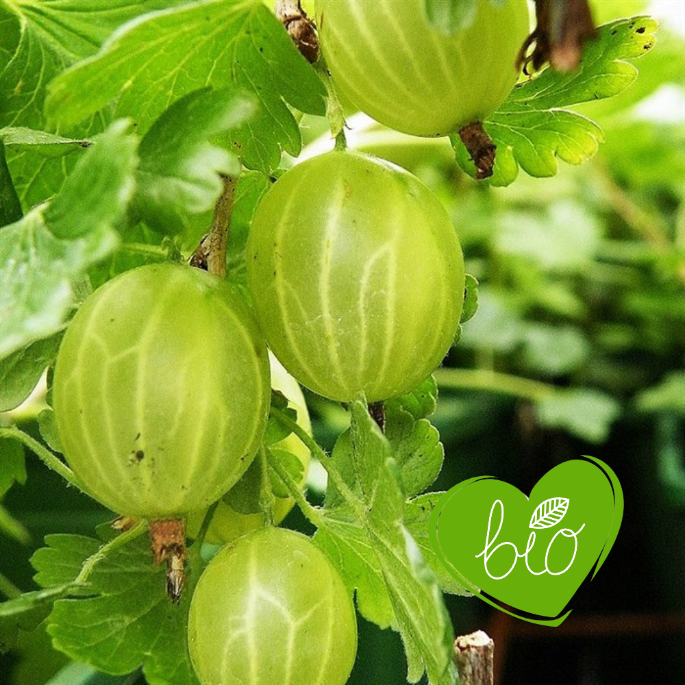 Gooseberry 'Hinnonmaki Green' BIO