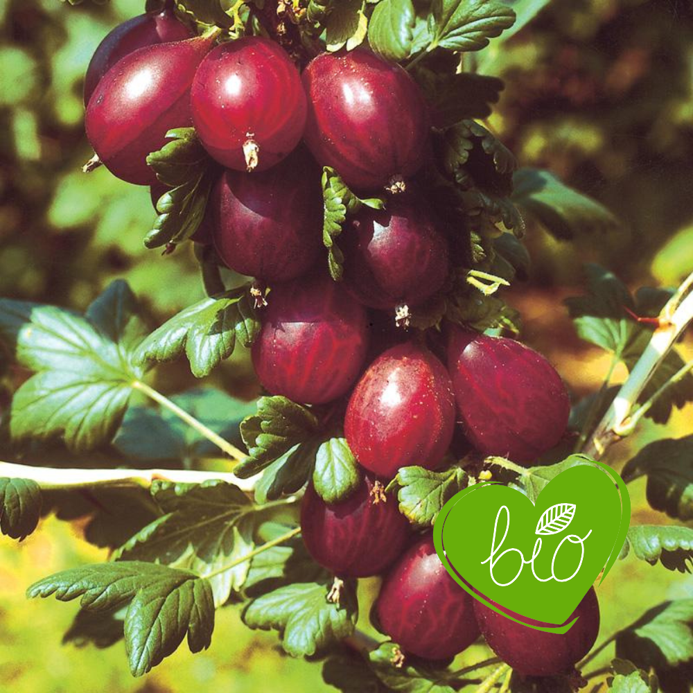 Groseille rouge 'Hinnonmaki Red' BIO