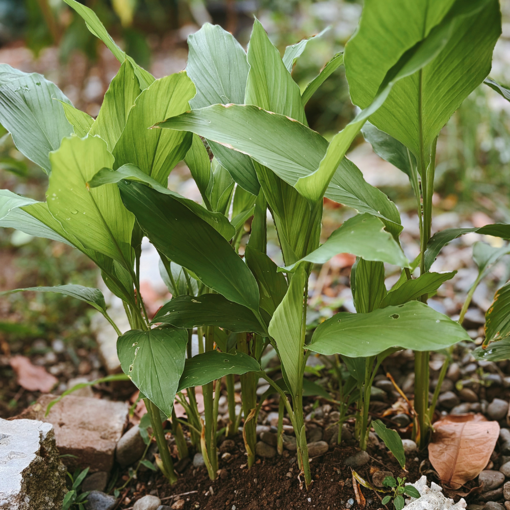 Kurkuma (Indiase geelwortel)  - P8 pot