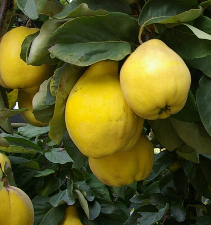 Quince Leskovackz