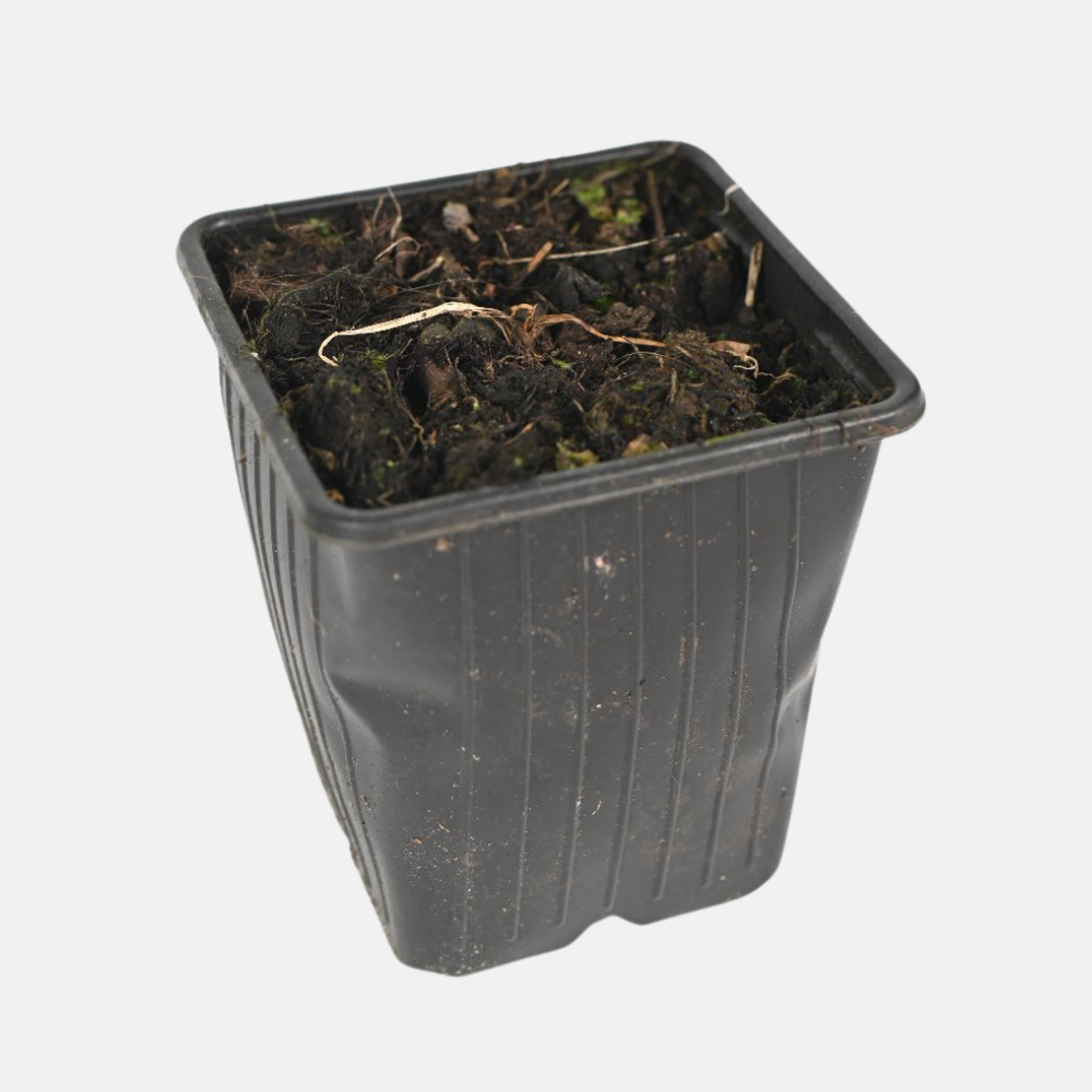 Kruidenpakket - onze 10 favorieten