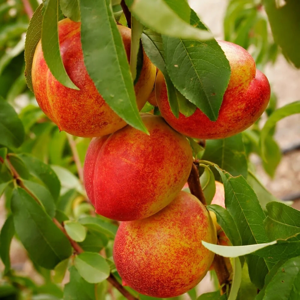 Nectarine 'Flavourtop'