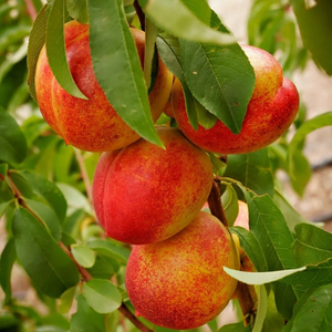 Nectarine 'Flavourtop'