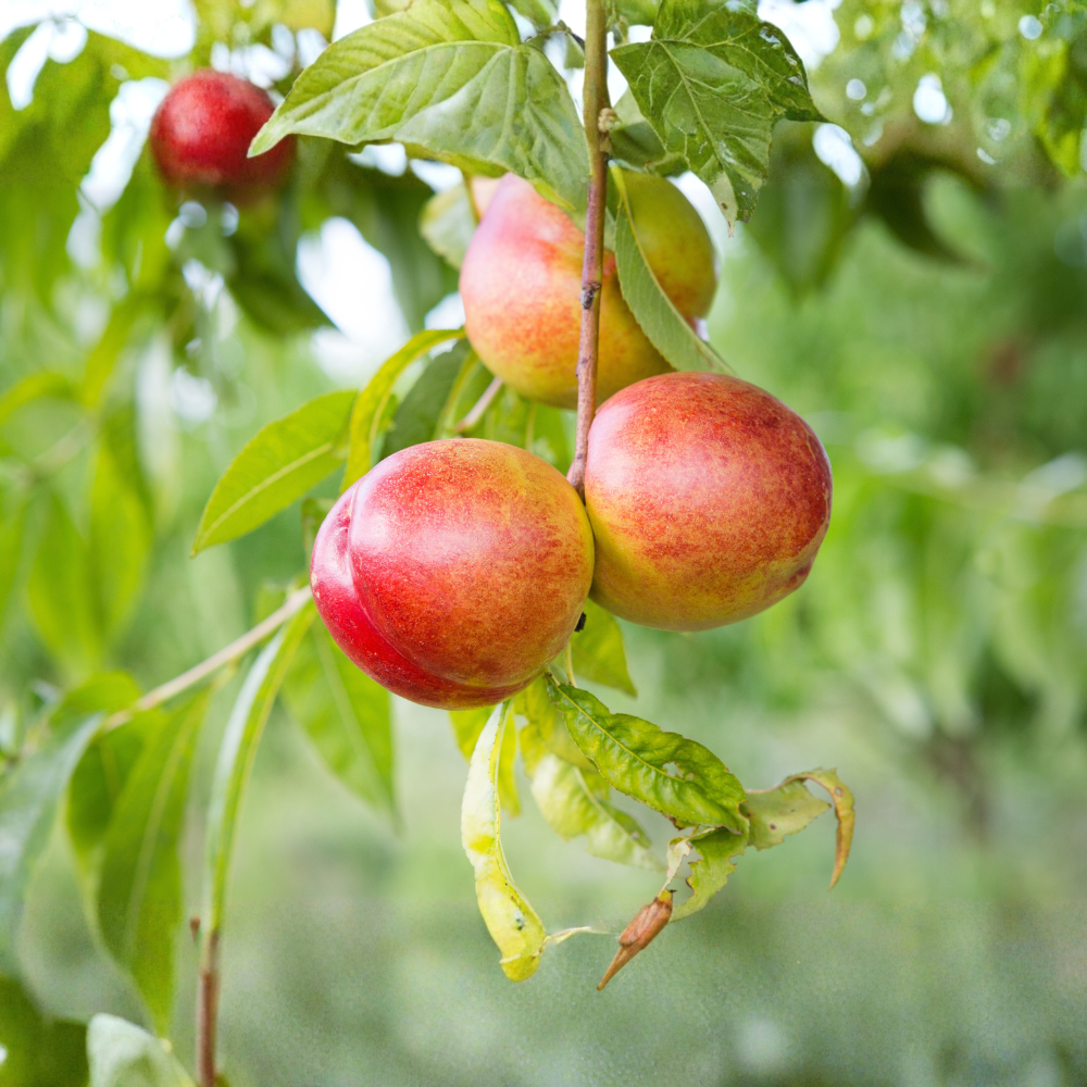 Nectarine 'Flavourtop'