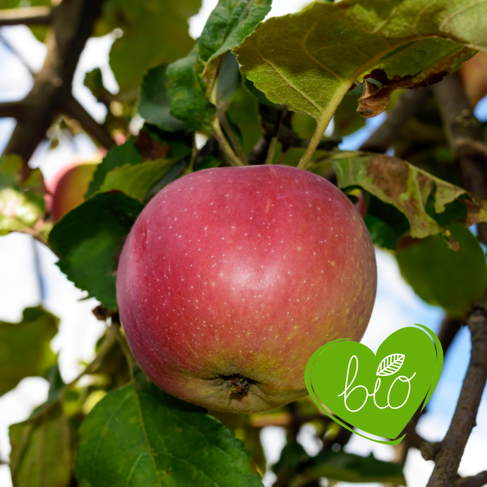 Low-stem apple tree 'Elstar' BIO