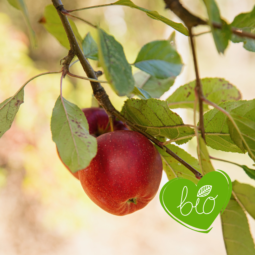 Low-stem apple tree 'Gala' BIO