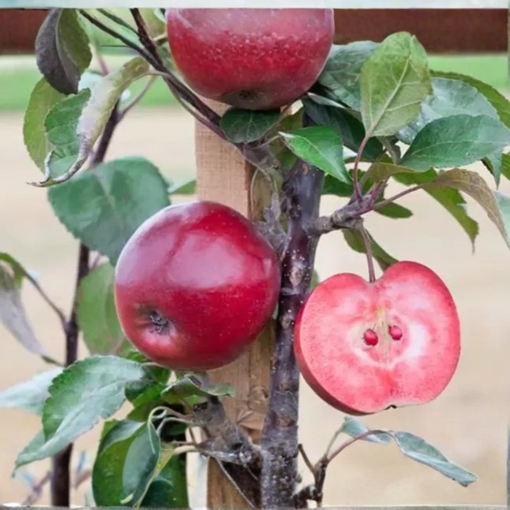 Pommier 'Vitalstar'