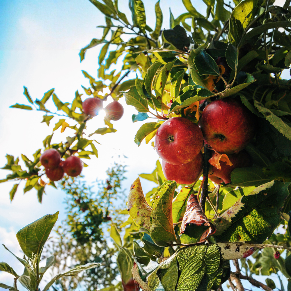 Pommier 'Vitalstar'