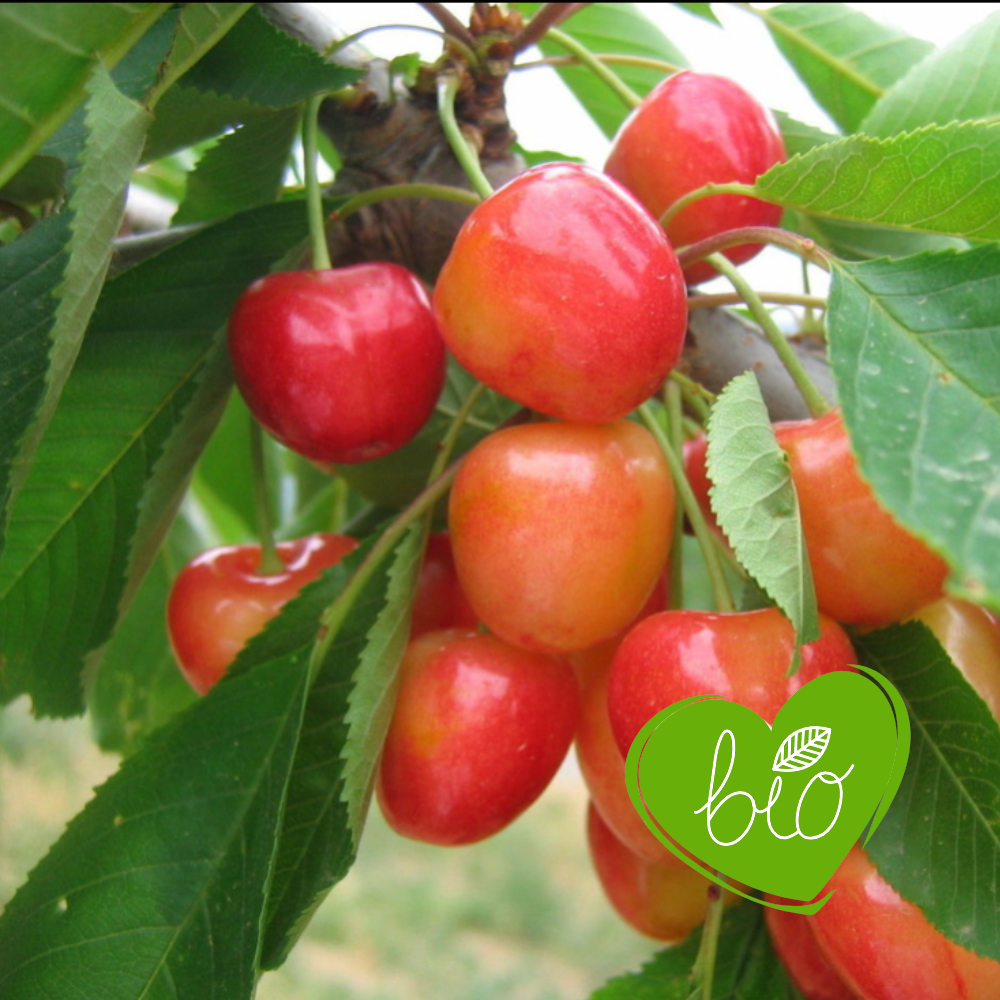 Low stem cherry tree 'Bigarreau Napoleon' BIO
