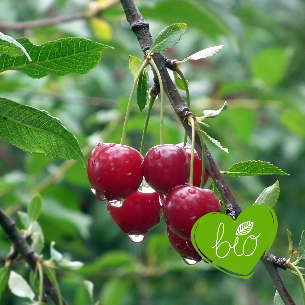 Low stem cherry tree 'Burlat' BIO